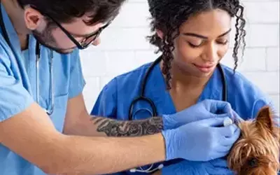 Unlocking a Rewarding Career: The Benefits of Enrolling in a Veterinary Assistant Course