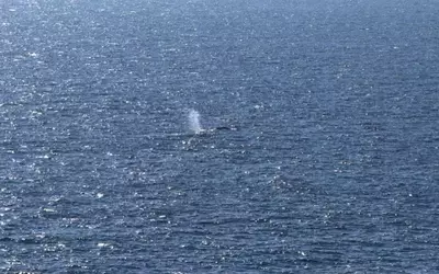 Timmy, the Humpback Whale, Returns to the Ocean After Weeks of Stranding