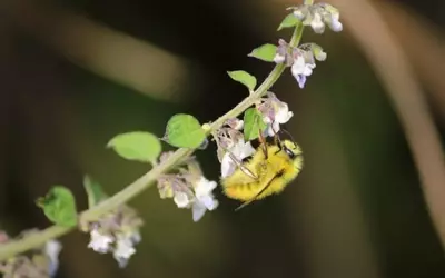 The Vital Role of Pollinators: Enhancing Human Health and Economic Stability