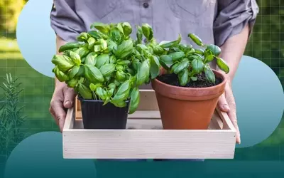 Cultivating Culinary Herbs: A Guide for Home Gardeners