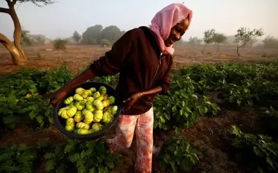 Africa's Path to Food Security: Embracing Agroecology Amidst Fertilizer Crisis