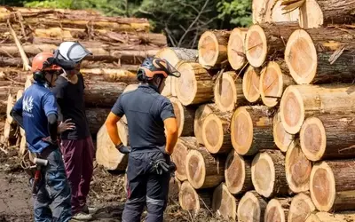 Weyerhaeuser: Navigating the Downturn and Future Prospects