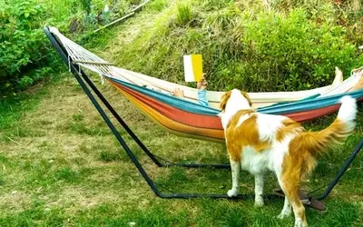 Summer Reading: Dog-Themed Books for All Ages