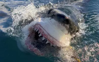 Wheelhouse Acquires Shark Week Production Powerhouse Anomaly Entertainment