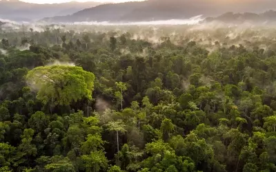 The EU Deforestation Regulation and the Future of Leather