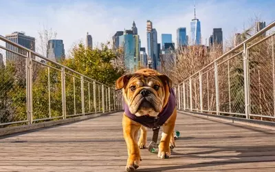 June's Top Dividend Dog: Verizon's Enduring Value