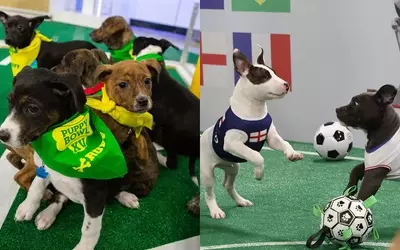 LG Channels Unveils "World Pup" Soccer Series, Championing Rescue Animals