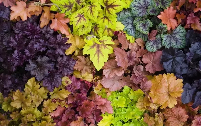 Creare un Giardino Sensoriale: Un'Esperienza Immersiva nella Natura