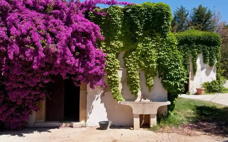 Bouganville: Guida Completa alla Cura e Coltivazione della Pianta Simbolo dell'Estate Mediterranea