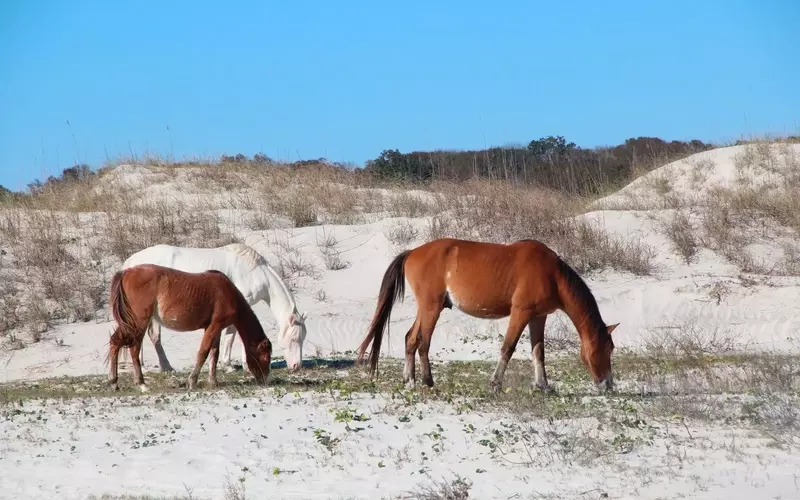 The Secluded Haven: John F. Kennedy Jr.'s Private Wedding on Cumberland Island