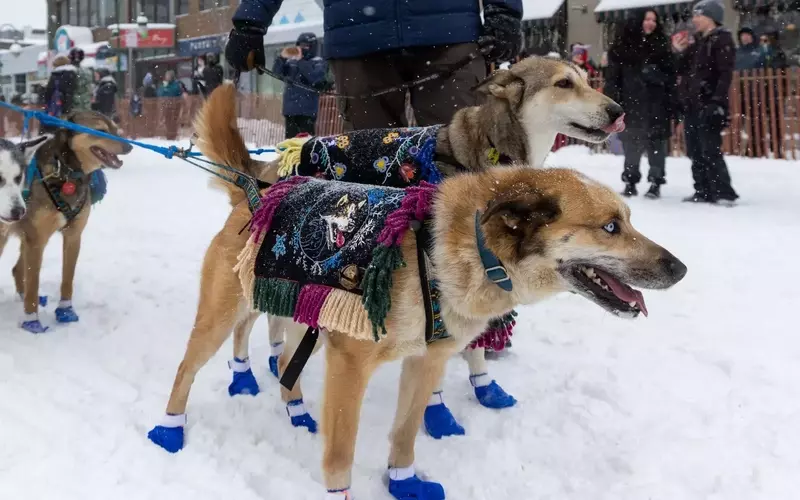 Gwich'in Musher Jody Potts-Joseph Competes in Iditarod, Honoring Ancestral Traditions