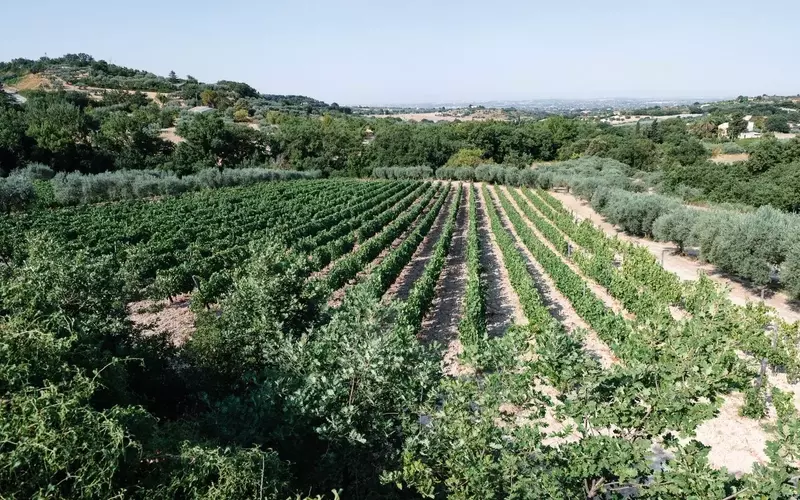 A Journey Through Sicily's Ragusa Province: Wine, Culture, and Culinary Delights