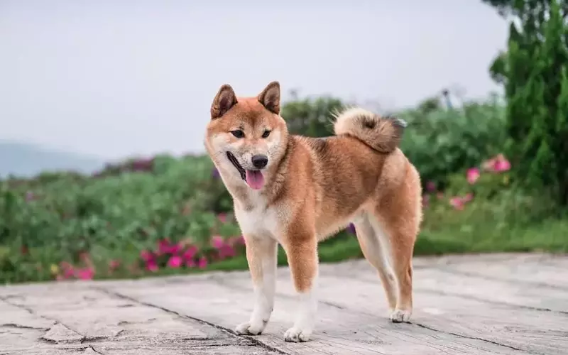 The Risky Allure of Meme Coins: Why Pepe's Journey Might Not Mirror Dogecoin's Success