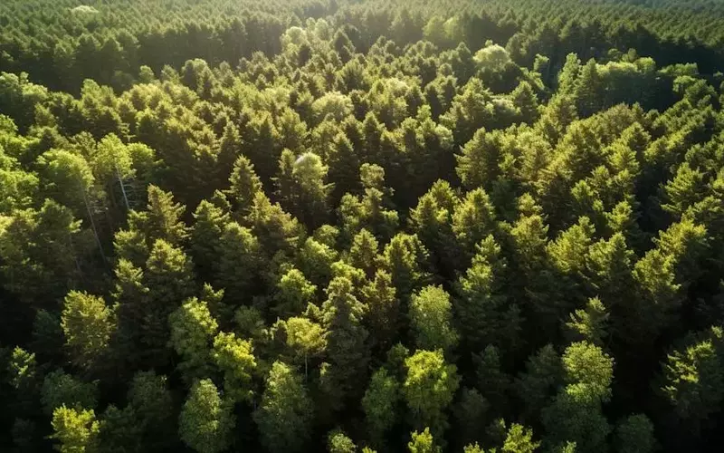 West Fraser Timber Collaborates with Kodiak AI for Autonomous Logging Trial