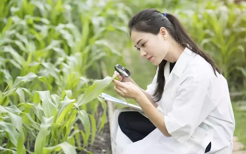 Darling Ingredients Inc. Stock: A Bullish Outlook