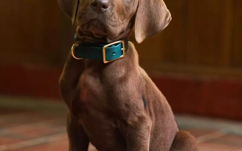 Online Debate Over Scooby-Doo's Appearance in New Live-Action Series