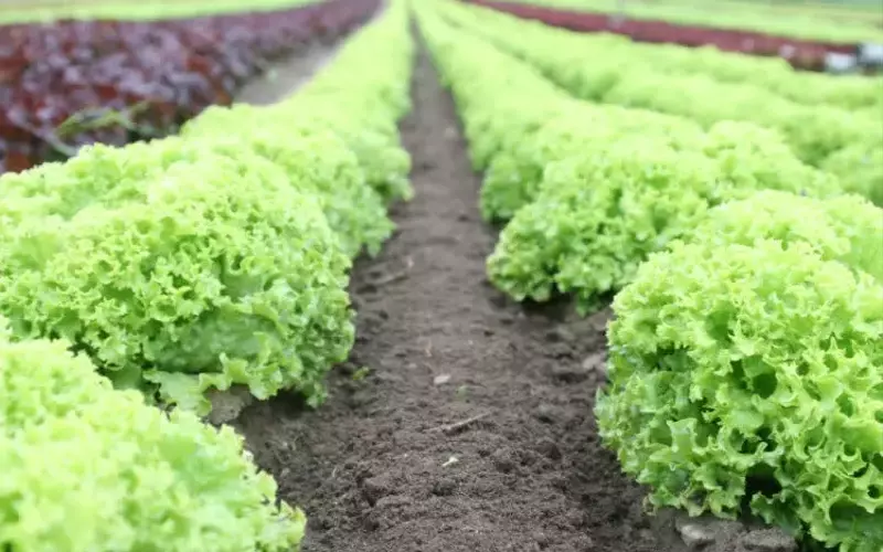 Nutrien Ltd. Poised for Growth Amidst Rising Fertilizer Prices and Geopolitical Tensions