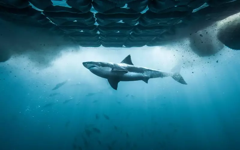 Discovery Channel Unveils Extensive 2026 Shark Week Program