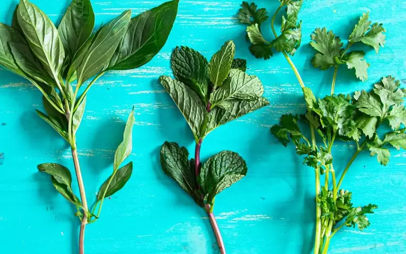 Reviving Wilted Herbs: A Guide to Crafting Flavorful Herb Oils