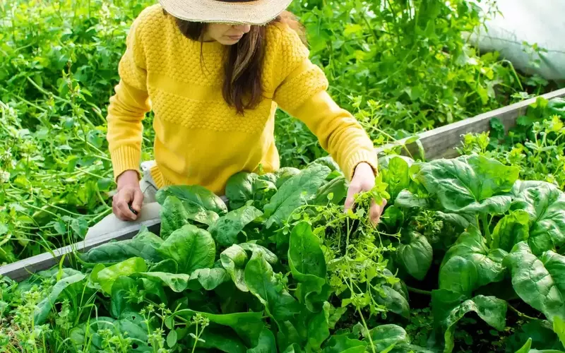 Extend the Shelf Life of Spinach for Enhanced Health Benefits