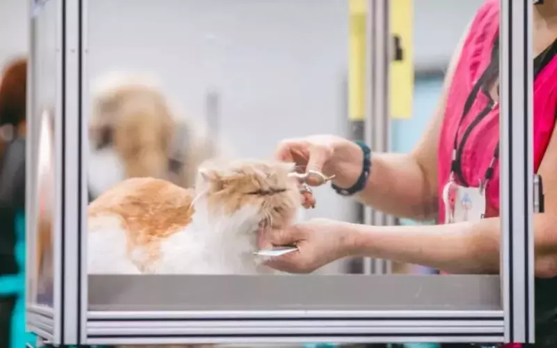 Petco's Strategic Revival: A Promising Prospect for Value Investors