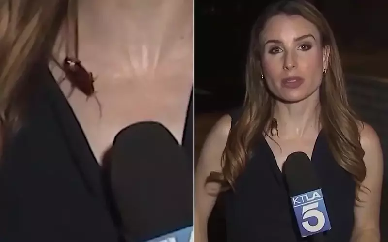 Unflappable Reporter's Cockroach Encounter Goes Viral